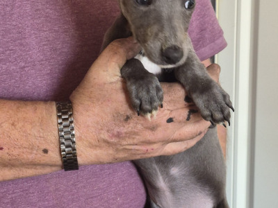 Whippets €450 in Carlow