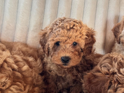 Cavapoo Puppies