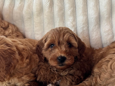 Cavapoo Puppies