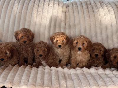 Cavapoo Puppies
