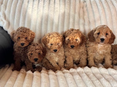 Cavapoo Puppies