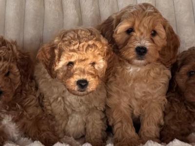 Cavapoo puppies in Meath