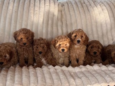 Cavapoo Puppies