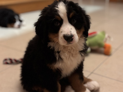 Bernese Mountain Dog puppies for sale