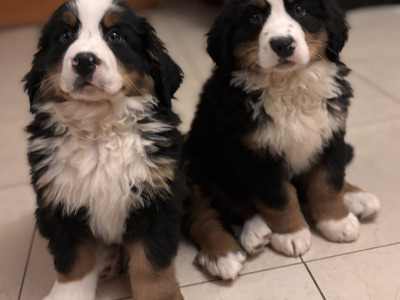 Bernese Mountain Dog puppies for sale