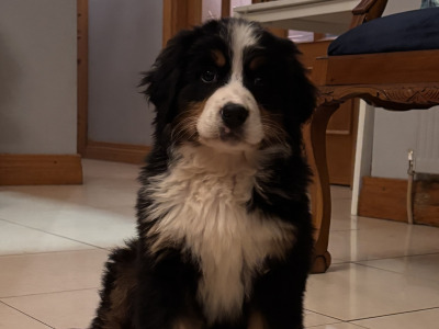 Bernese Mountain Dog puppies for sale