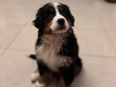 Bernese Mountain Dog puppies for sale