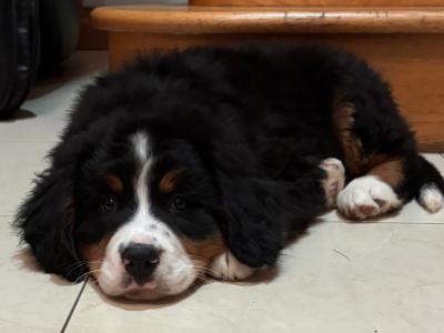 Bernese Mountain Dog puppies for sale in Laois