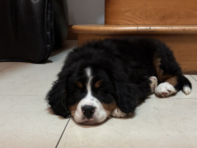 Bernese Mountain Dog puppies for sale