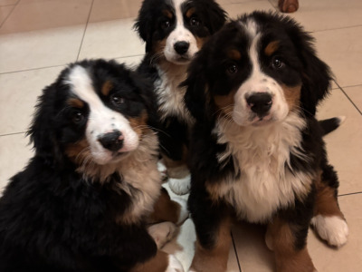 Bernese Mountain Dog puppies for sale