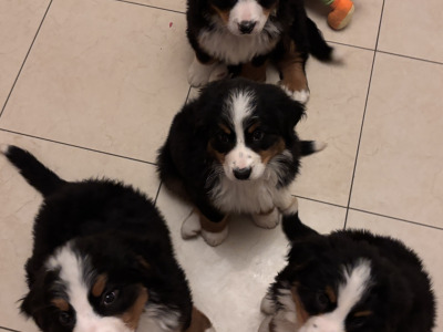 Bernese Mountain Dog puppies for sale