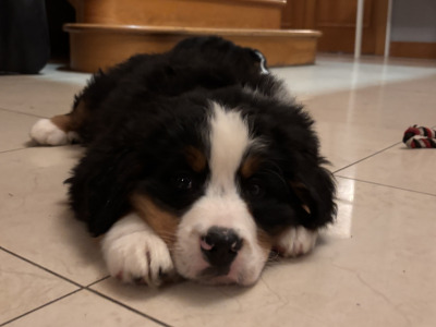 Bernese Mountain Dog puppies for sale