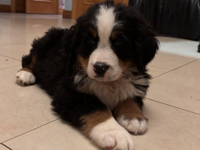 Bernese Mountain Dog puppies for sale