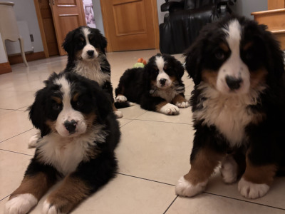 Bernese Mountain Dog puppies for sale