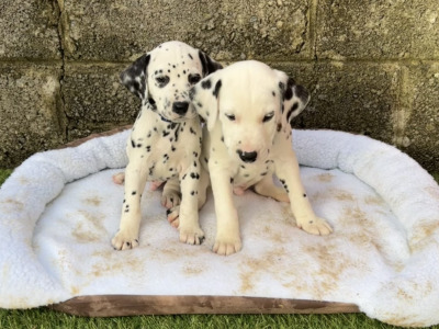 Stunning Dalmatian Puppies IKC registered (Pending)