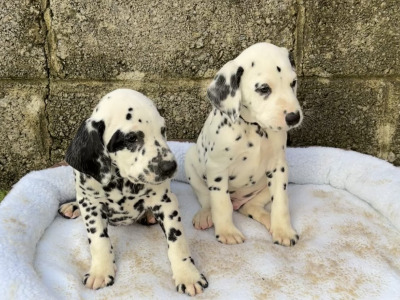Stunning Dalmatian Puppies IKC registered (Pending)