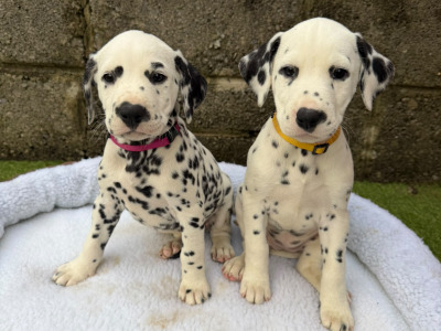 Stunning Dalmatian Puppies IKC registered (Pending)
