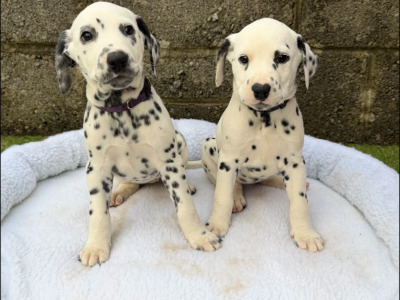 Stunning Dalmatian Puppies IKC registered (Pending)