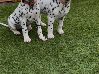 Stunning Dalmatian Puppies IKC registered (Pending)