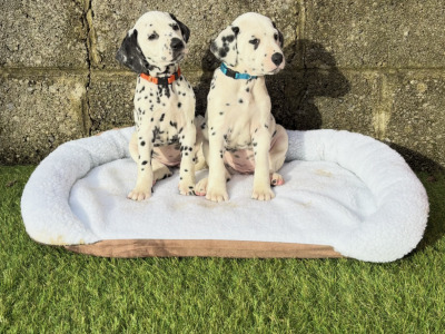 Stunning Dalmatian Puppies IKC registered (Pending)