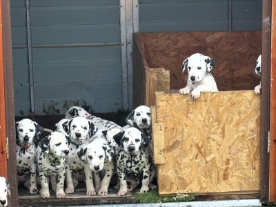 Stunning Dalmatian Puppies IKC registered (Pending)