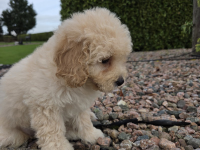 Poochon puppies in Wexford