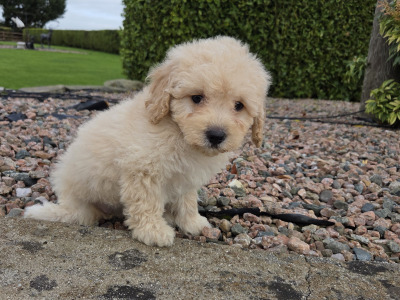 Poochon puppies in Wexford