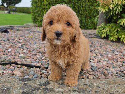 Poochon puppies in Wexford