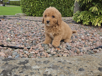 Poochon puppies in Wexford
