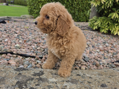 Poochon puppies in Wexford