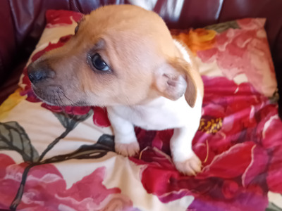 Male Jack Russell Pup for Sale