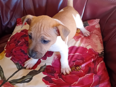 Male Jack Russell Pup for Sale
