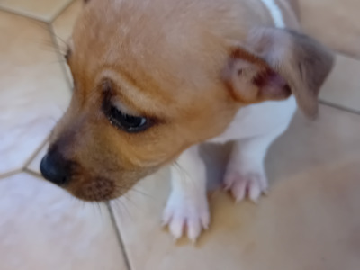 Male Jack Russell Pup for Sale