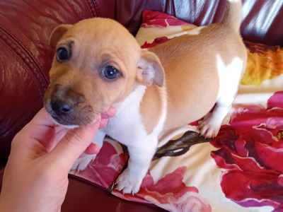 Male Jack Russell Pup for Sale