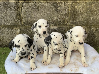 Stunning Dalmatian Puppies IKC registered (Pending)
