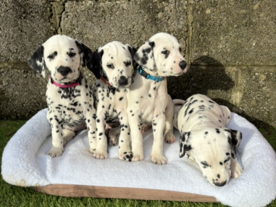 Stunning Dalmatian Puppies IKC registered (Pending)