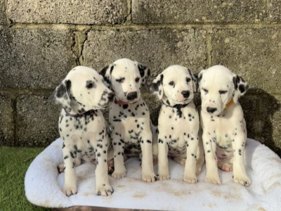 Stunning Dalmatian Puppies IKC registered (Pending)