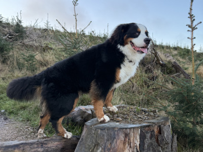 Stunning male Bernese to stud