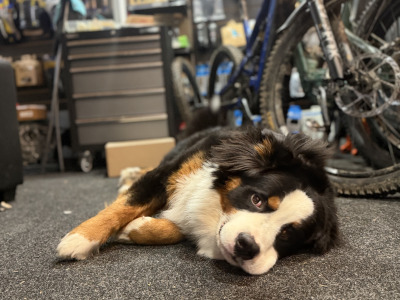 Stunning male Bernese to stud