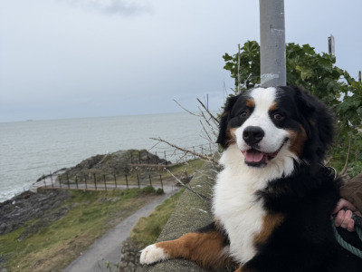 Stunning male Bernese to stud