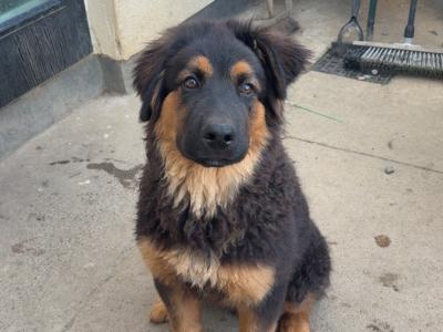 Bear is a male German Shepherd x Rottweiler puppy 4 months old in Dublin