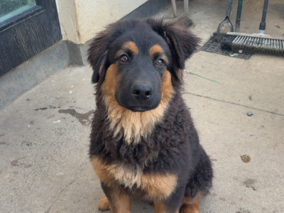 German Shepherd X Rottweiler 4Month puppy