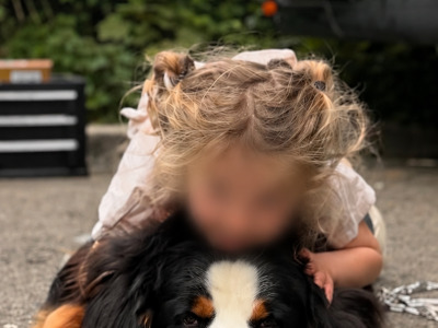Stunning male Bernese to stud