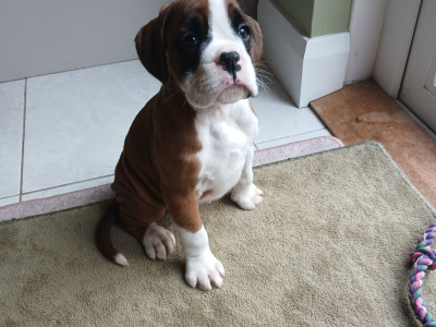 IKC Registered (pending) Boxer puppies in Carlow