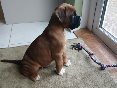 IKC Registered (pending) Boxer puppies in Carlow