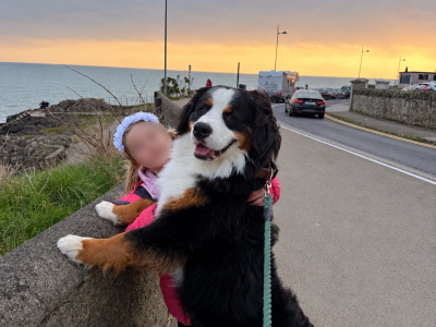 Stunning male Bernese to stud