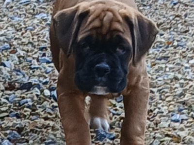 IKC Registered (pending) Boxer puppies in Carlow