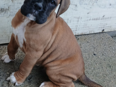 IKC Registered (pending) Boxer puppies in Carlow