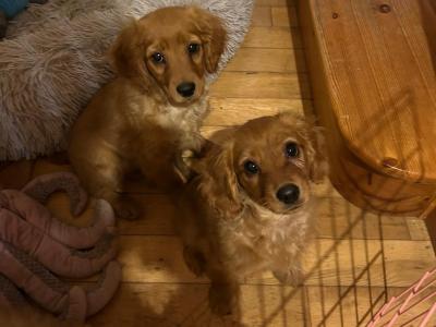 Gorgeous house reared cavapoo puppies in Wexford