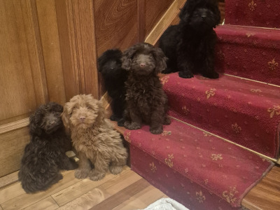 Cockapoo puppies 🐶